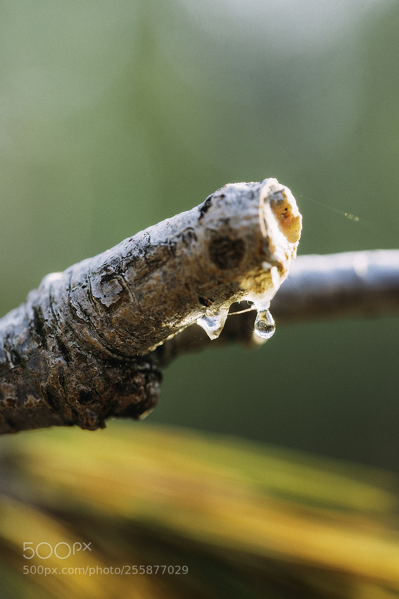 Nikon D600 sample photo. 180430 photography