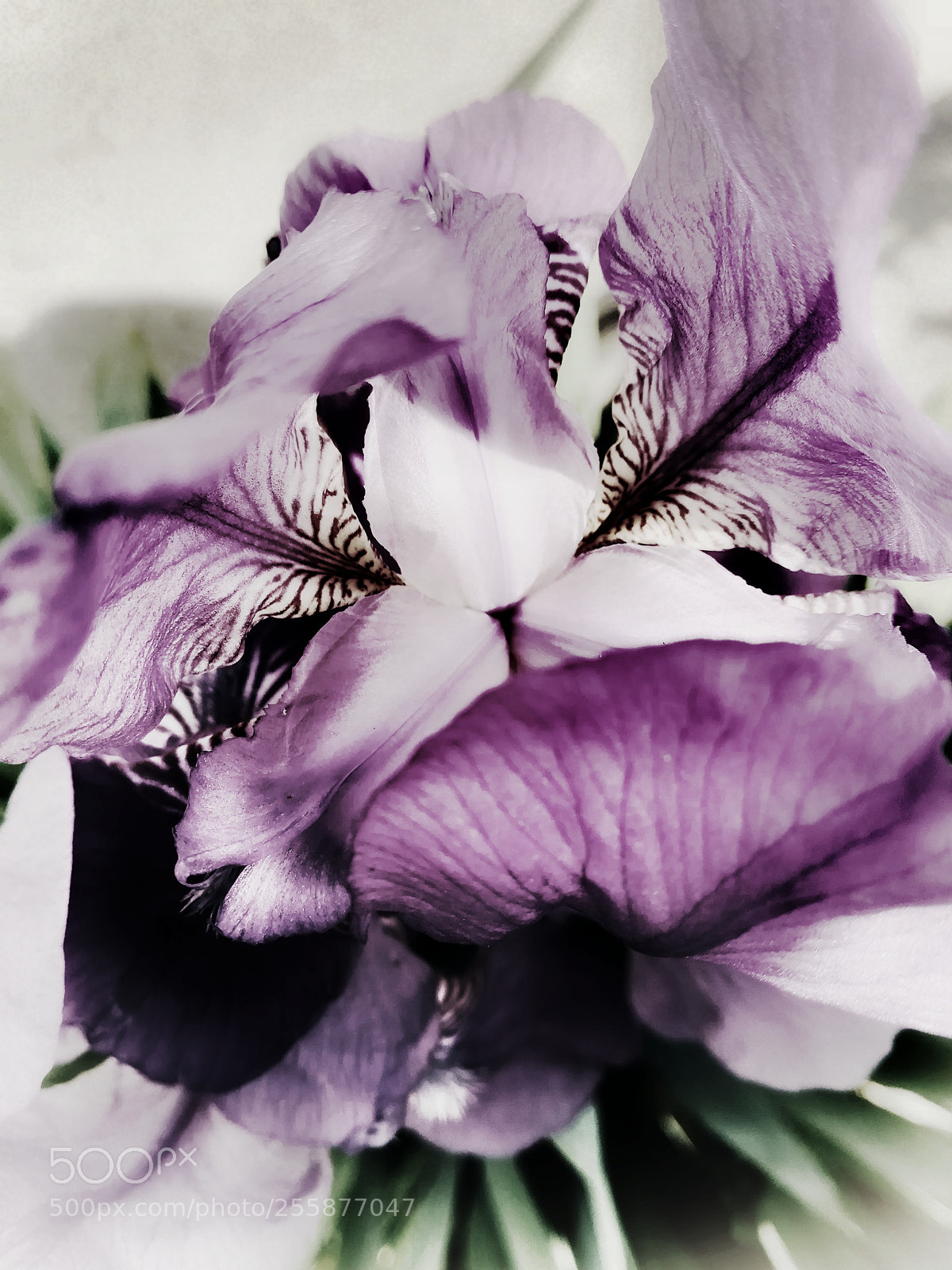HUAWEI PRA-LX1 sample photo. Violet flame photography