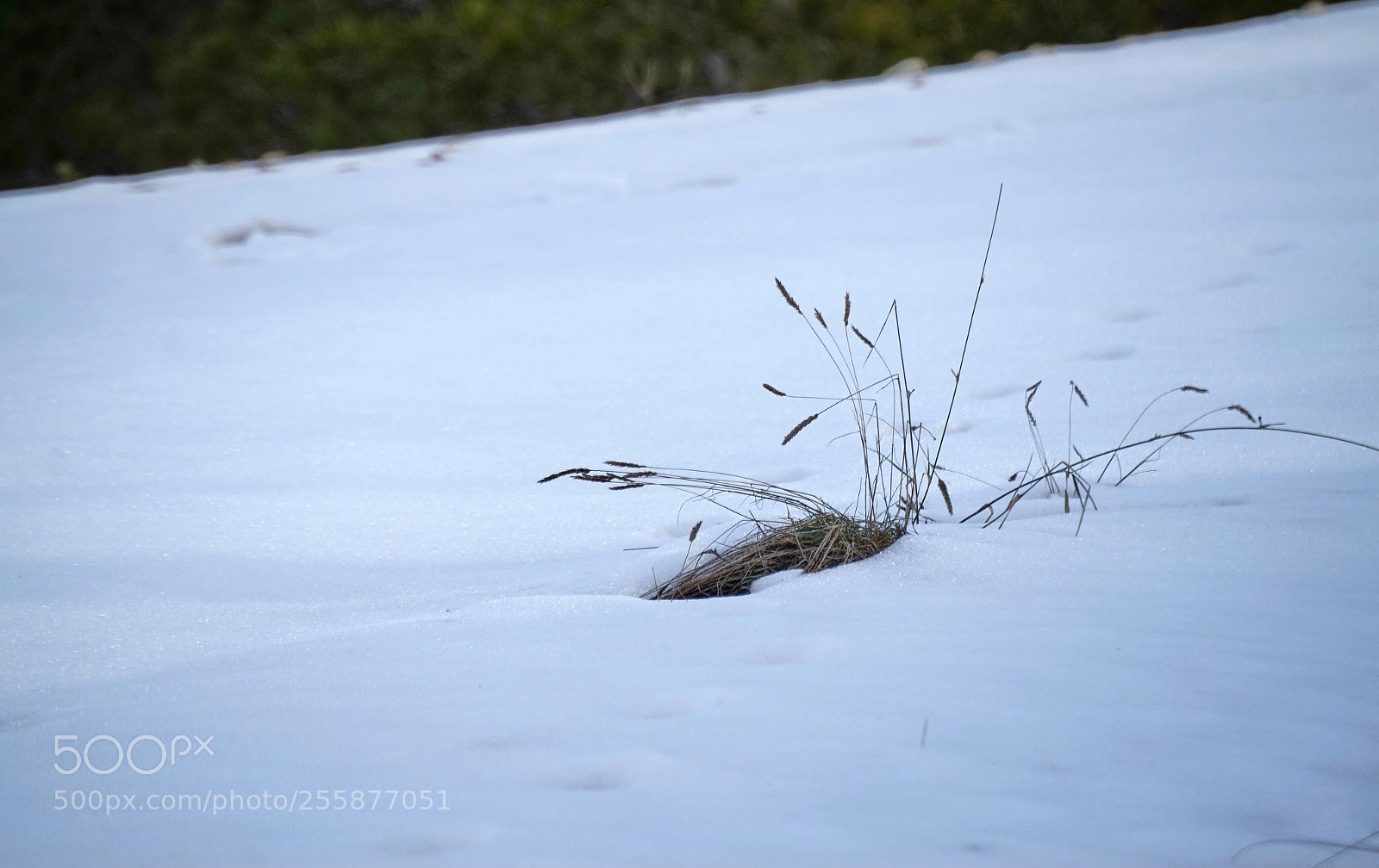 Sony Alpha a5000 (ILCE 5000) sample photo. The snow  photography