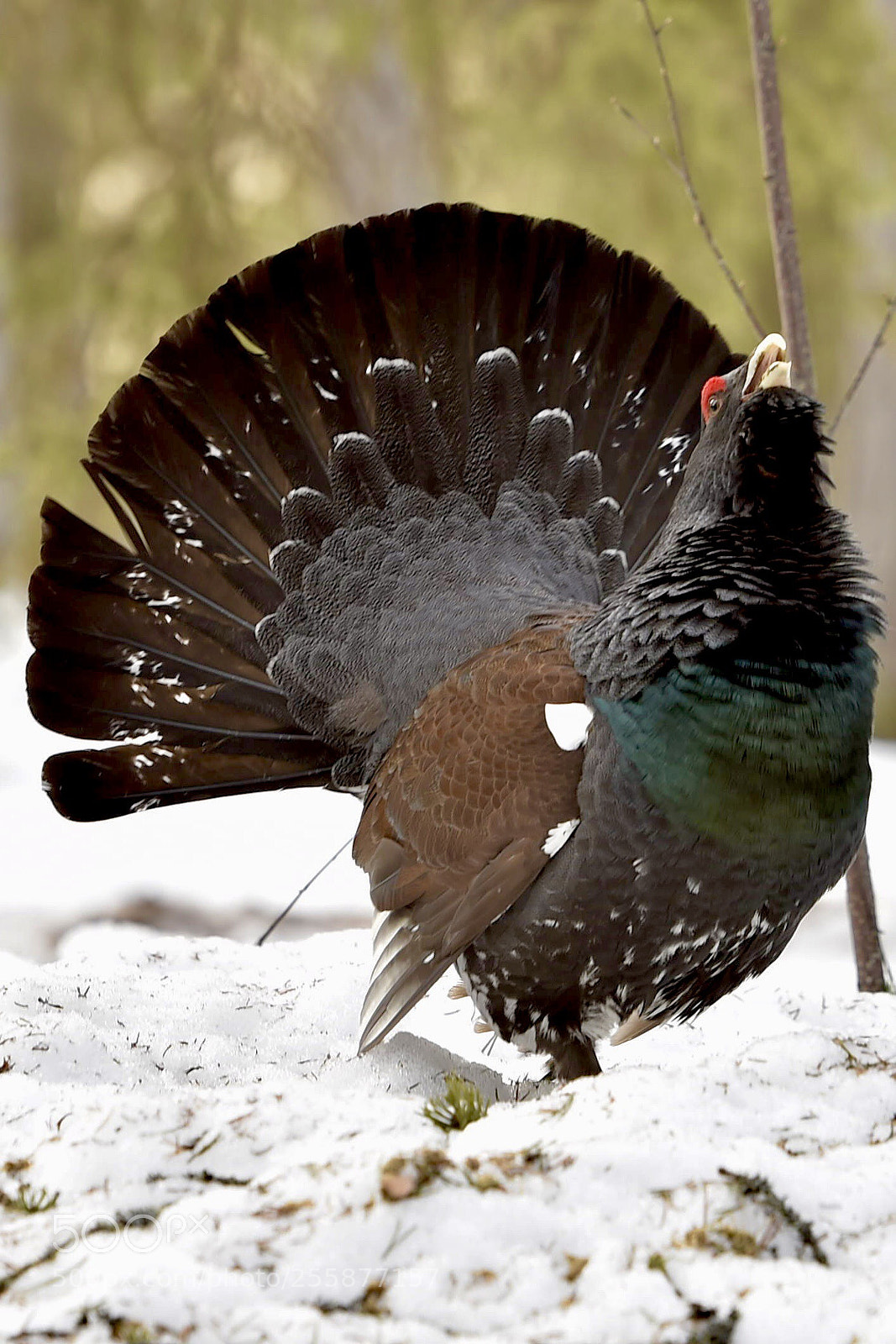 Nikon D4S sample photo. Capercaillie photography