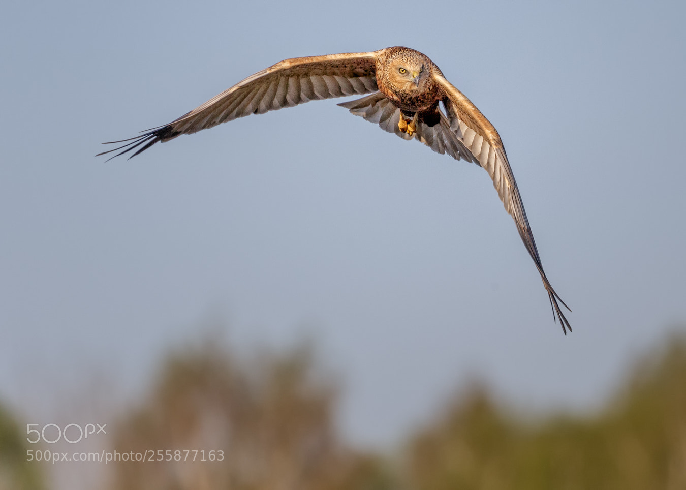 Canon EOS-1D X sample photo. Marsh harrier photography