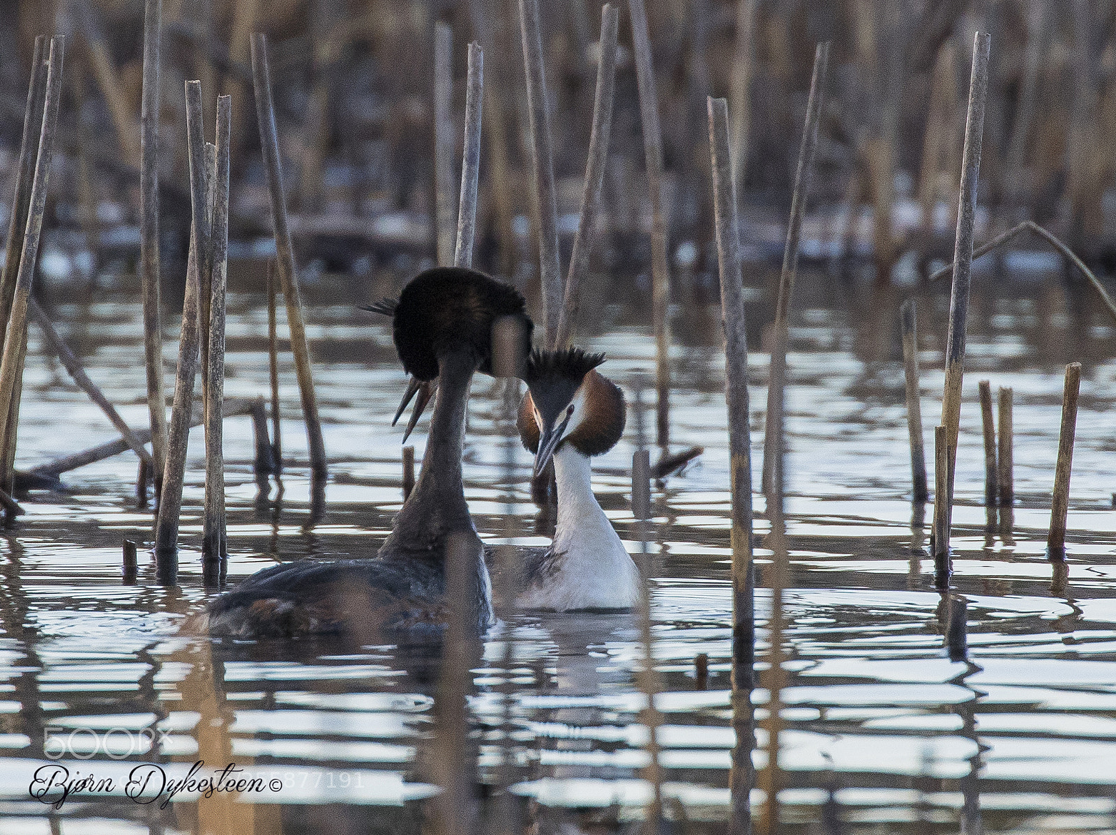 Canon EOS-1D X Mark II sample photo. Great crested grebe photography