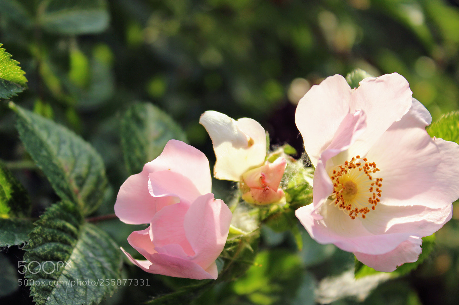 Canon EOS 600D (Rebel EOS T3i / EOS Kiss X5) sample photo. Untitled photography