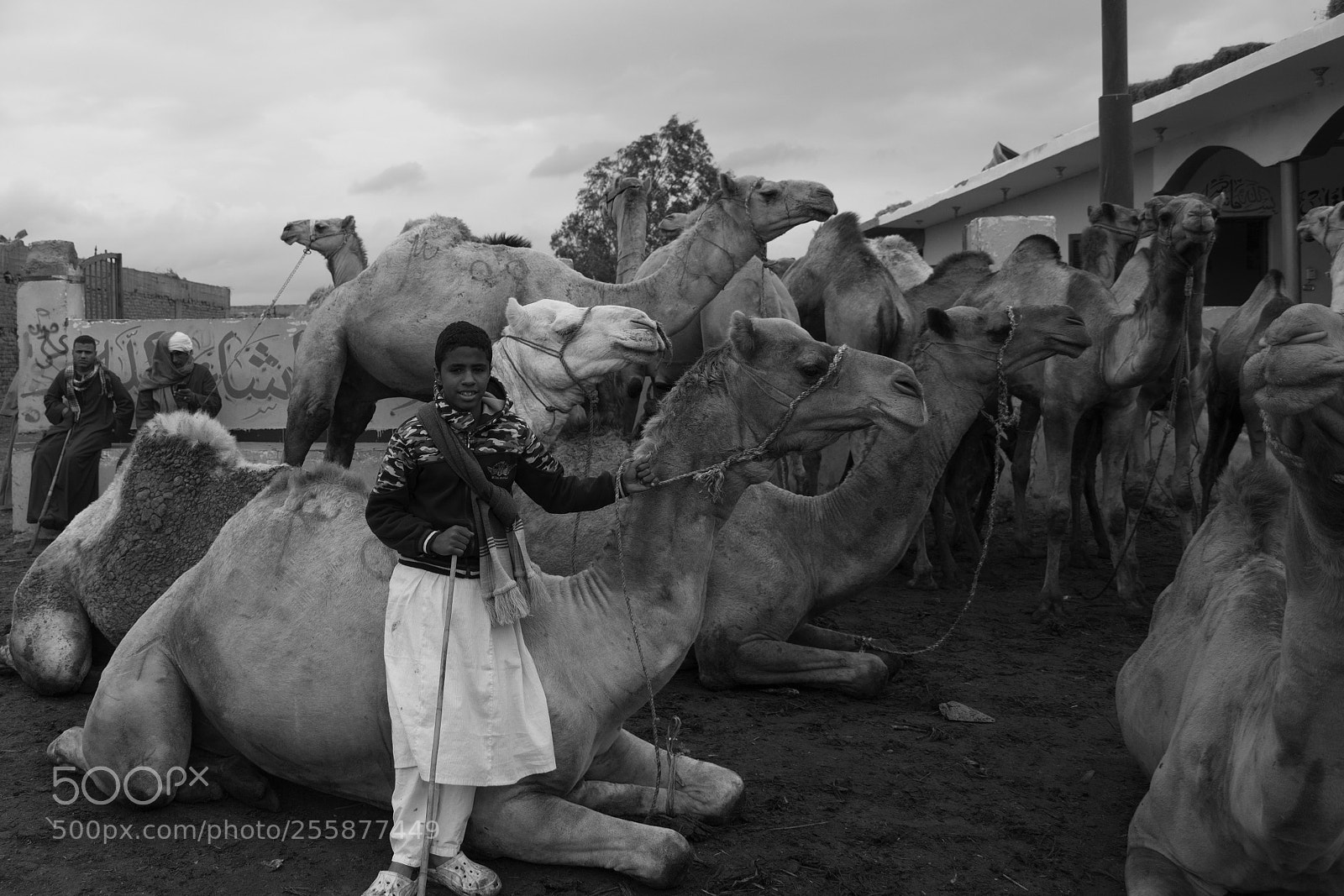 Nikon D7200 sample photo. Camel keeper photography