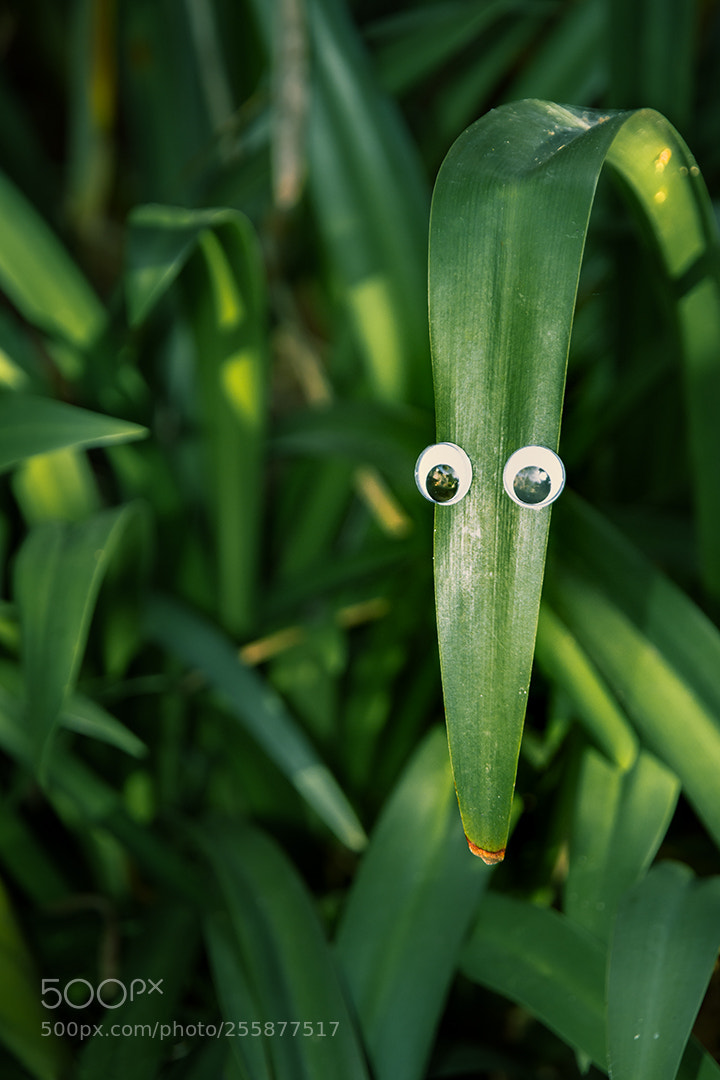 Nikon D7200 sample photo. Humour photography