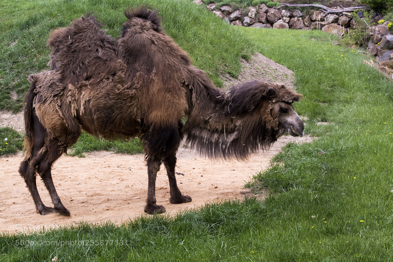 Nikon D3100 sample photo. Camel (camelus bactrianus) photography