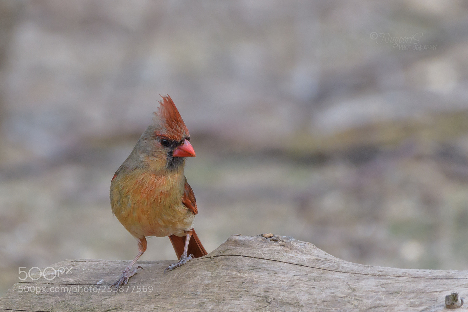 Nikon D500 sample photo. Northern cardinal - female photography