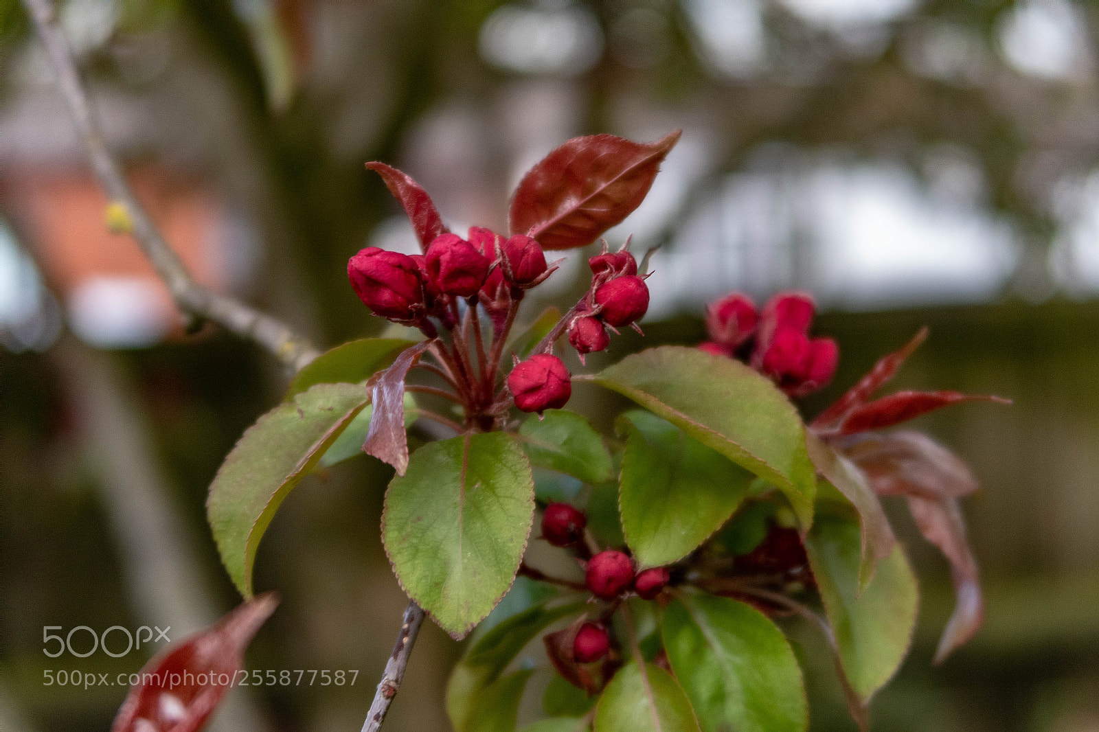 Canon PowerShot G7 X Mark II sample photo. Blossom photography
