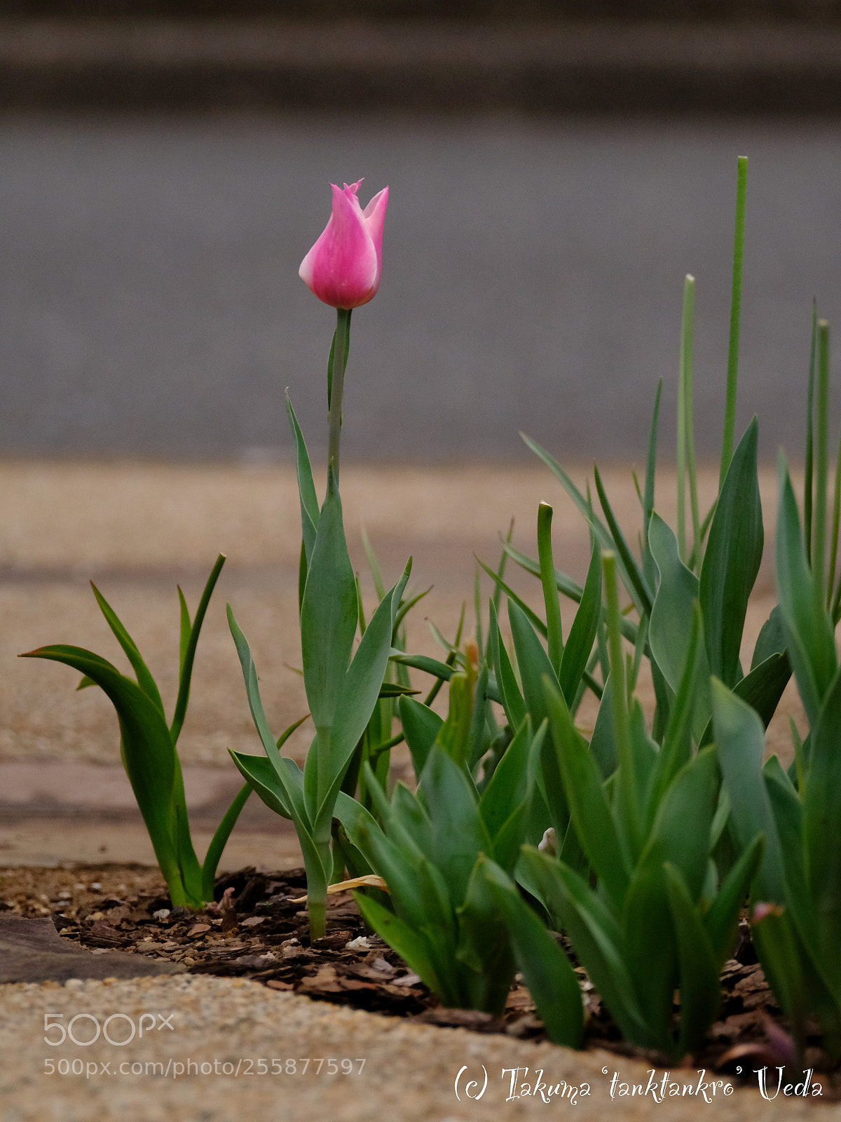 Fujifilm X-T2 sample photo. I got late... -遅刻した- photography