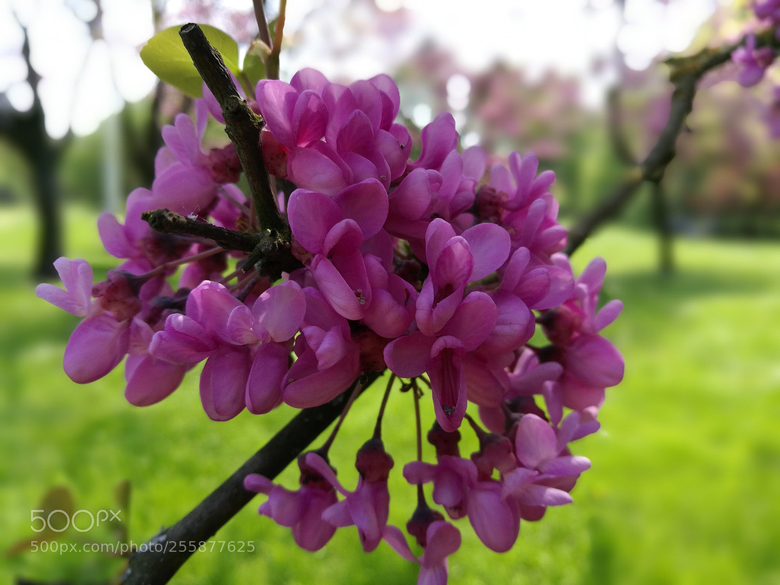 HUAWEI Honor 8 sample photo. Back to life photography