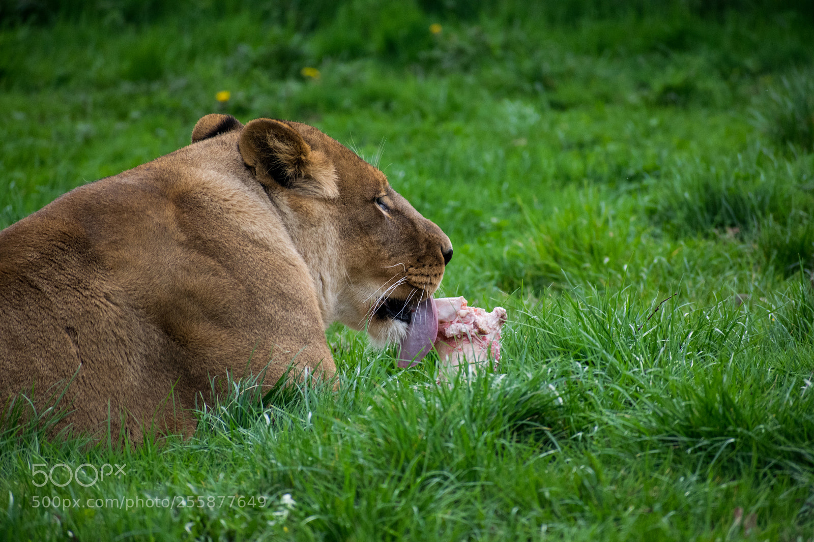Nikon D3300 sample photo. Lioness photography