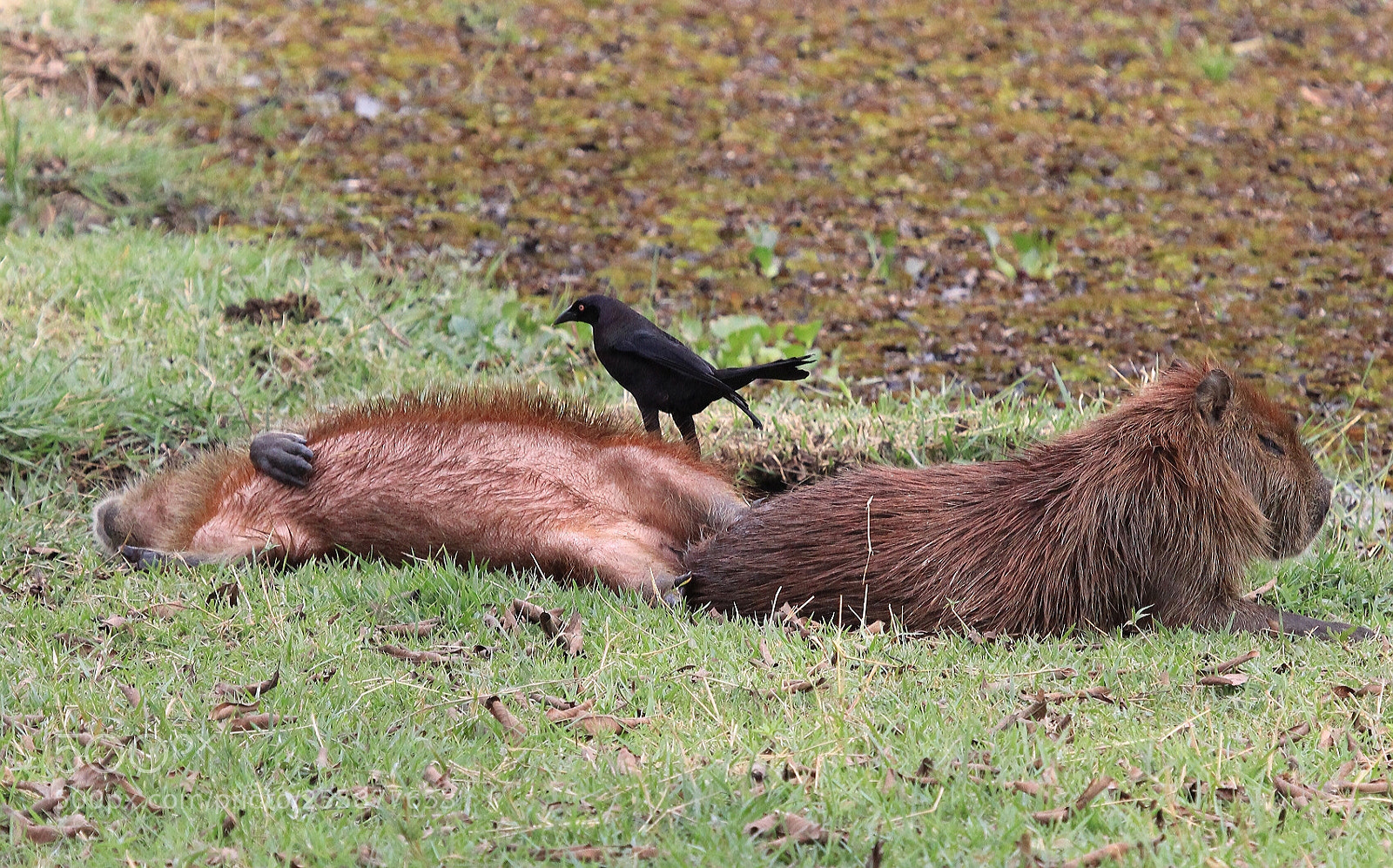 Canon EOS 600D (Rebel EOS T3i / EOS Kiss X5) sample photo. Pantanal br sil capybaras photography
