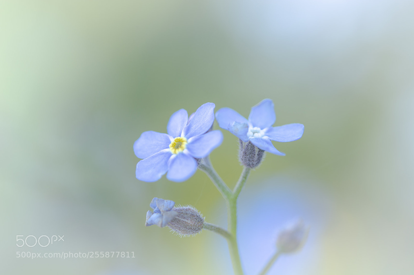 Nikon D7100 sample photo. Forget me? photography