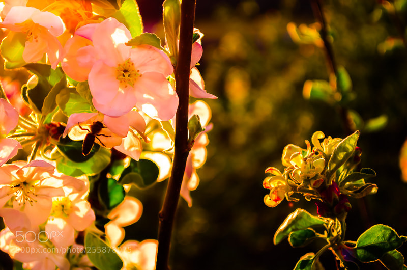 Nikon D7000 sample photo. Spring3 photography