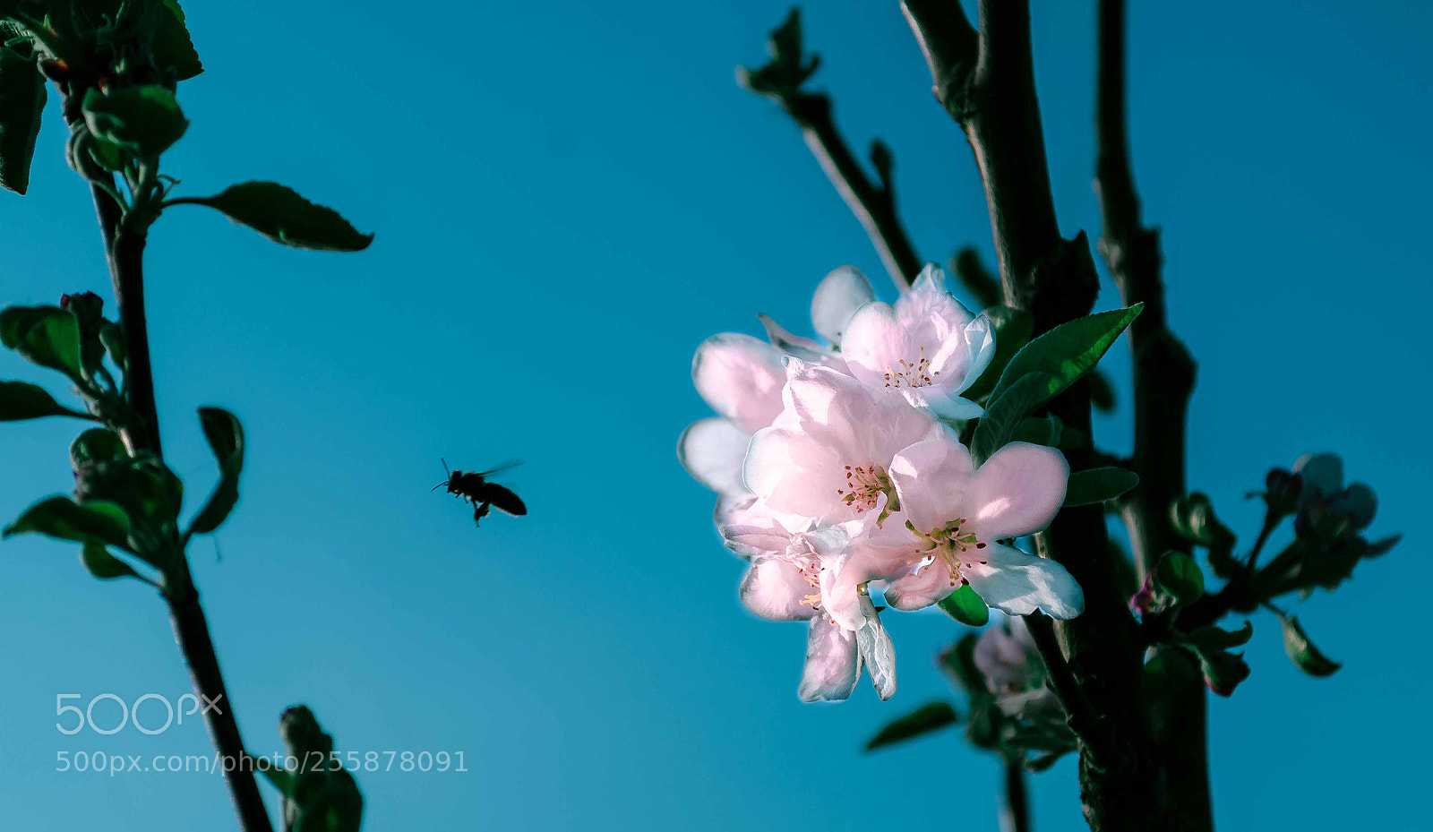 Nikon D7000 sample photo. Working photography