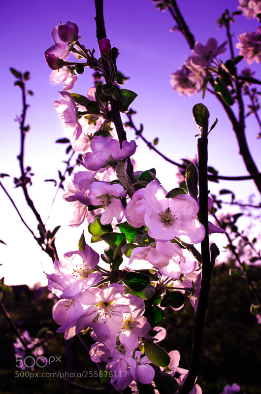 Nikon D7000 sample photo. Spring2 photography
