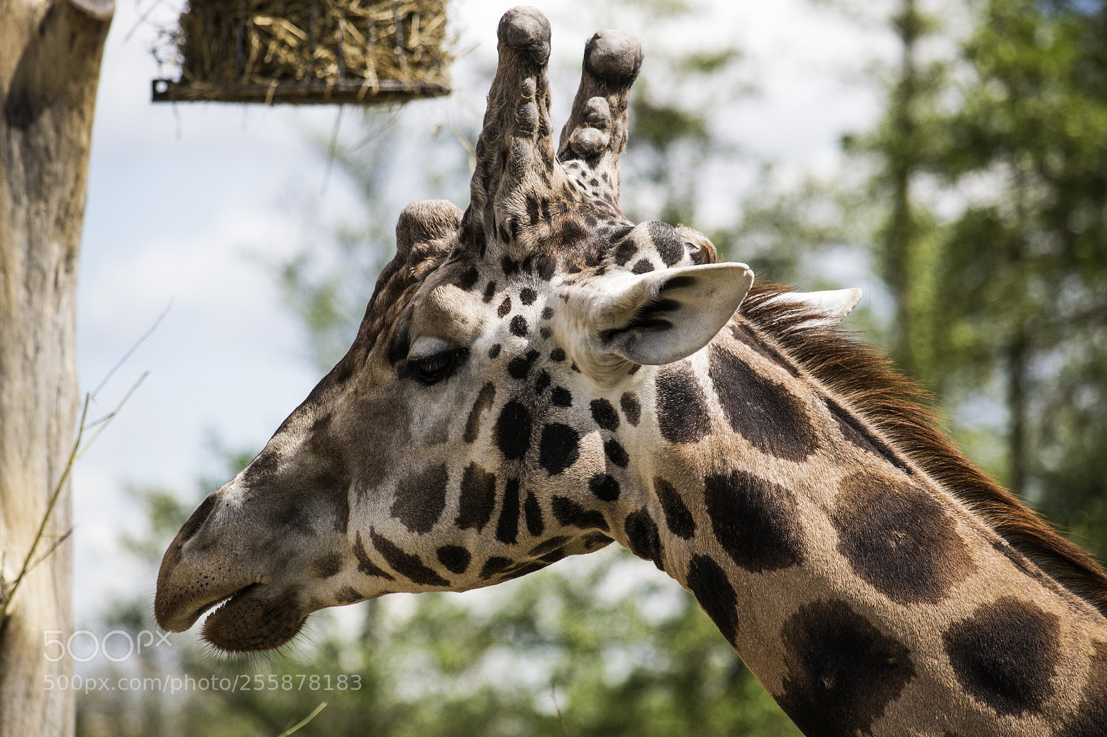 Nikon D3100 sample photo. Giraffe (giraffa camelopardalis rothschildi) photography