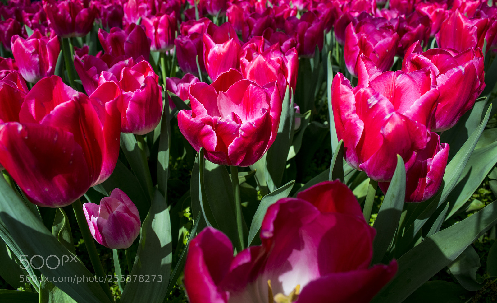 Nikon D3300 sample photo. Tulips photography