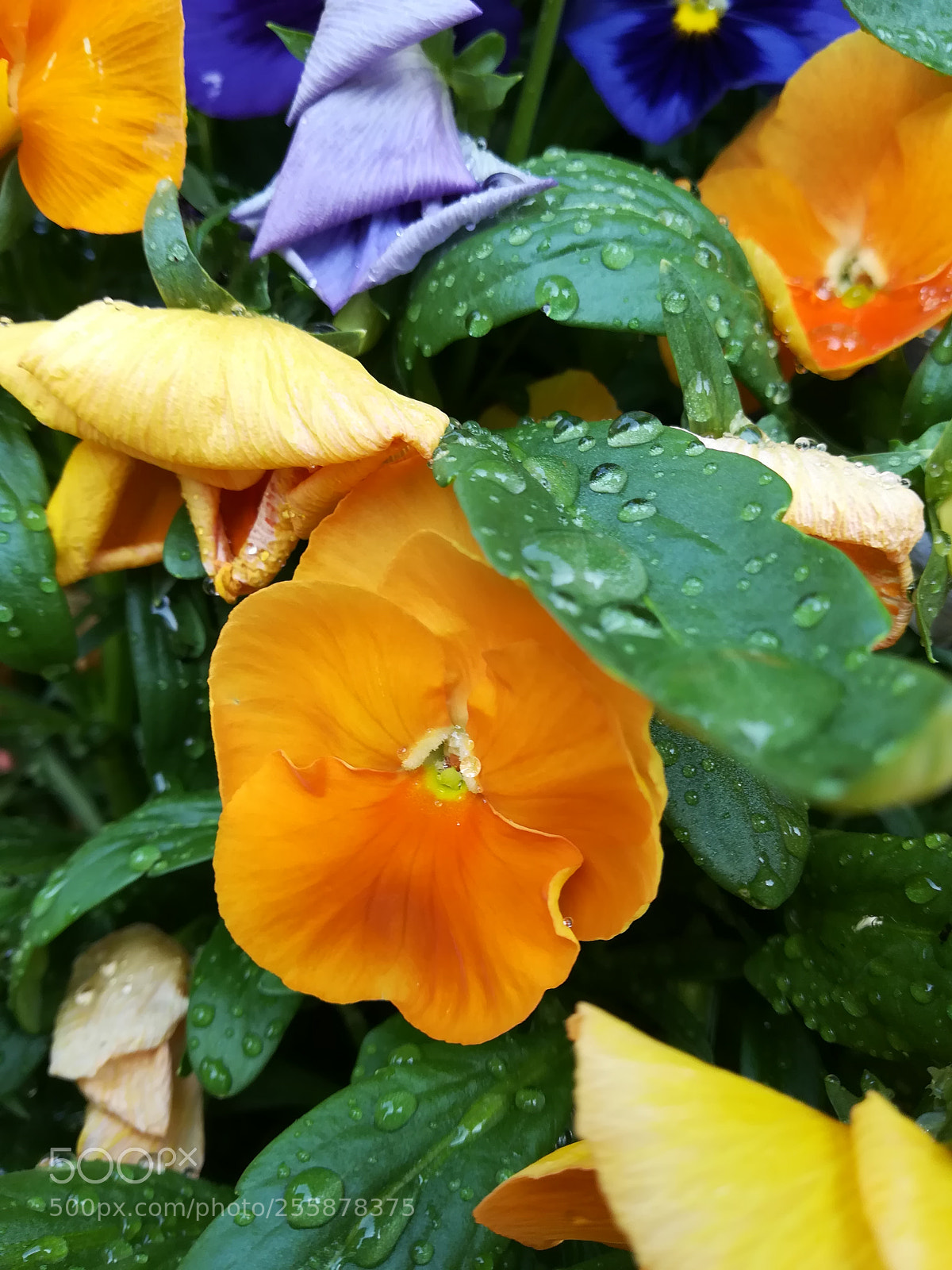 HUAWEI P10 lite sample photo. Orange spring photography