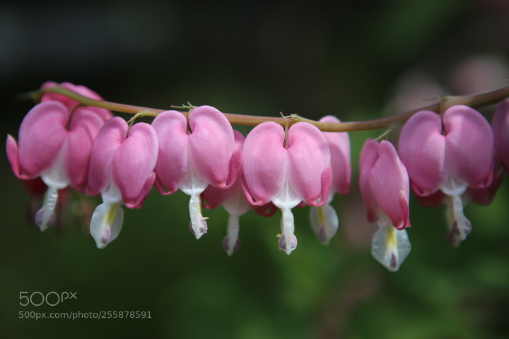 Canon EOS 6D + Canon EF 24-70mm F2.8L USM sample photo. Img photography