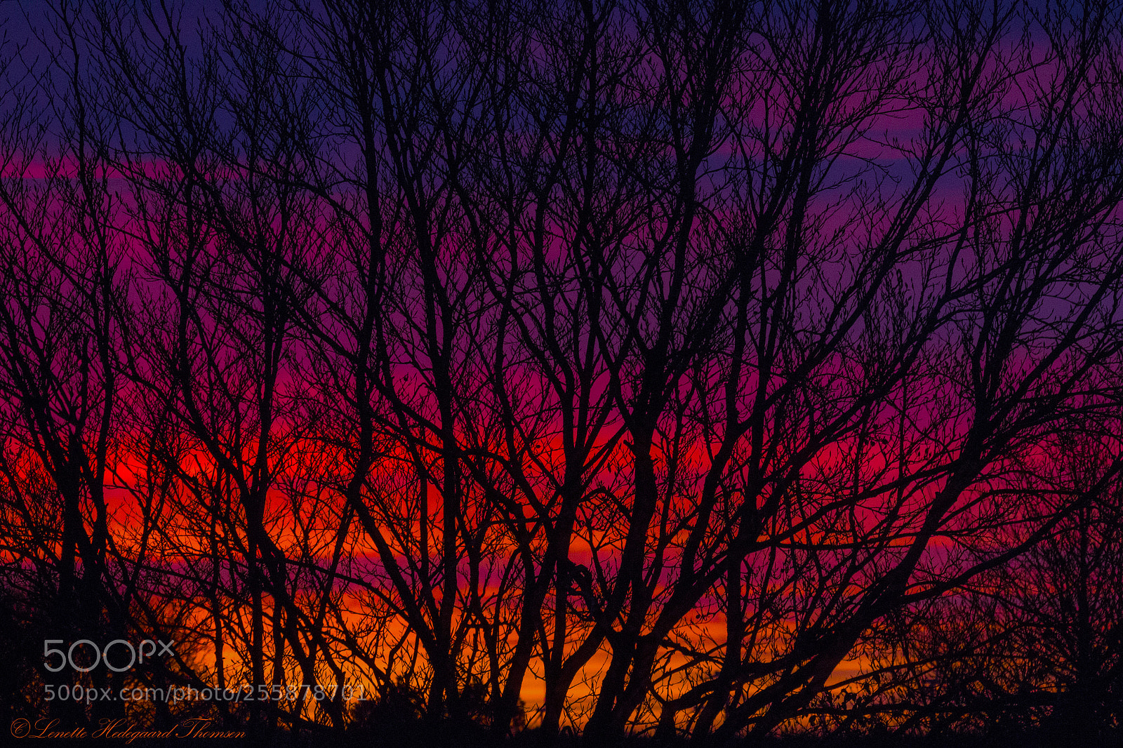 Canon EOS 1200D (EOS Rebel T5 / EOS Kiss X70 / EOS Hi) sample photo. Sunset behind trees photography