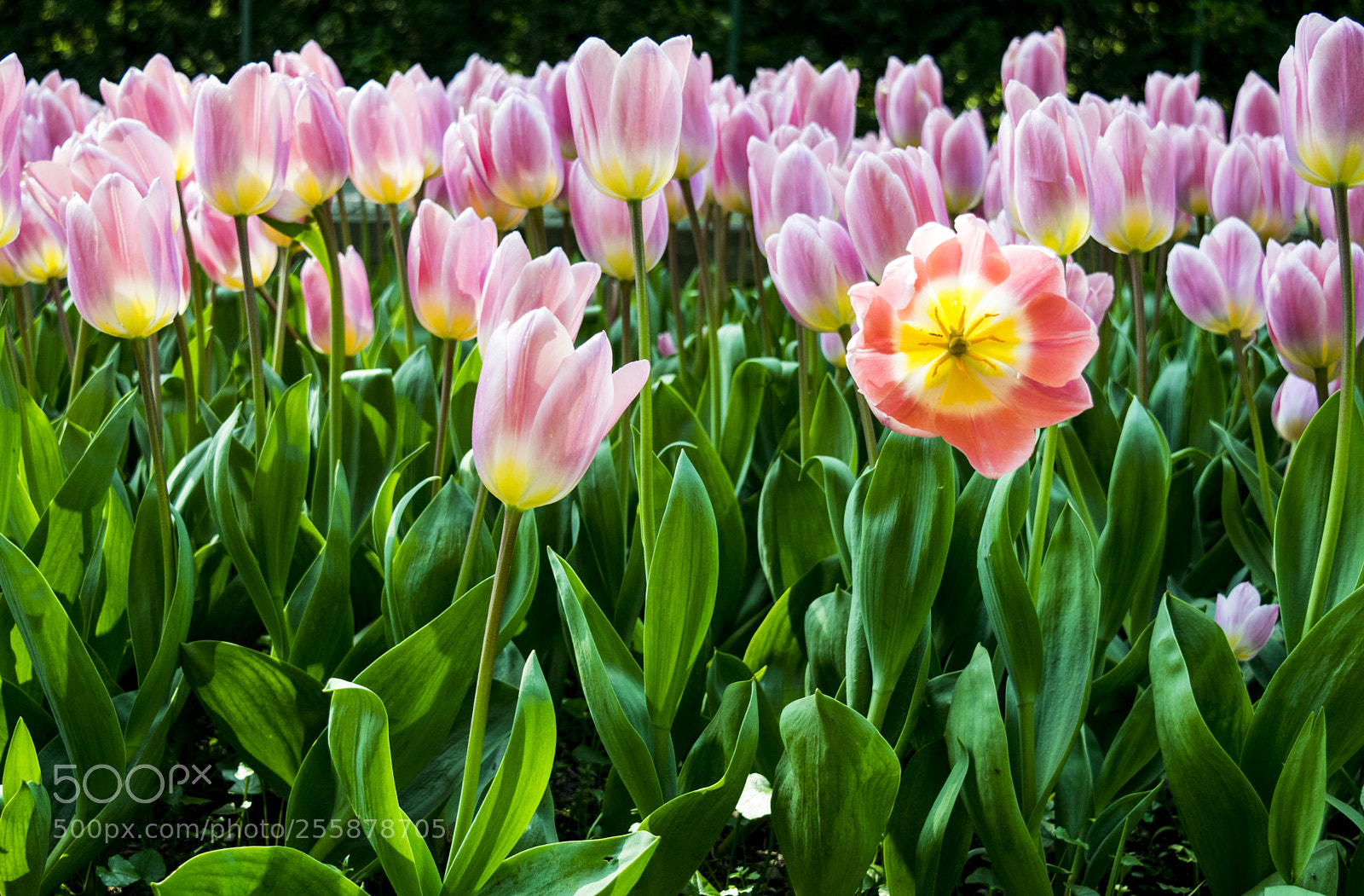 Nikon D3300 sample photo. Tulips photography