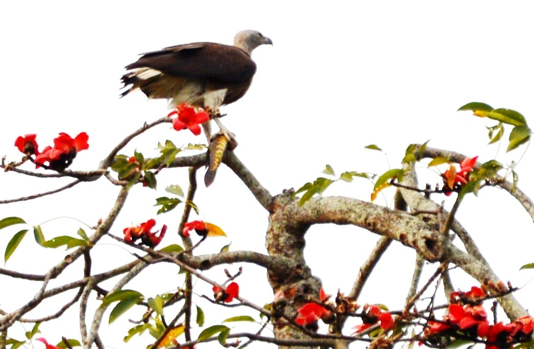 Nikon D3200 sample photo. Fishing eagle with its prey photography