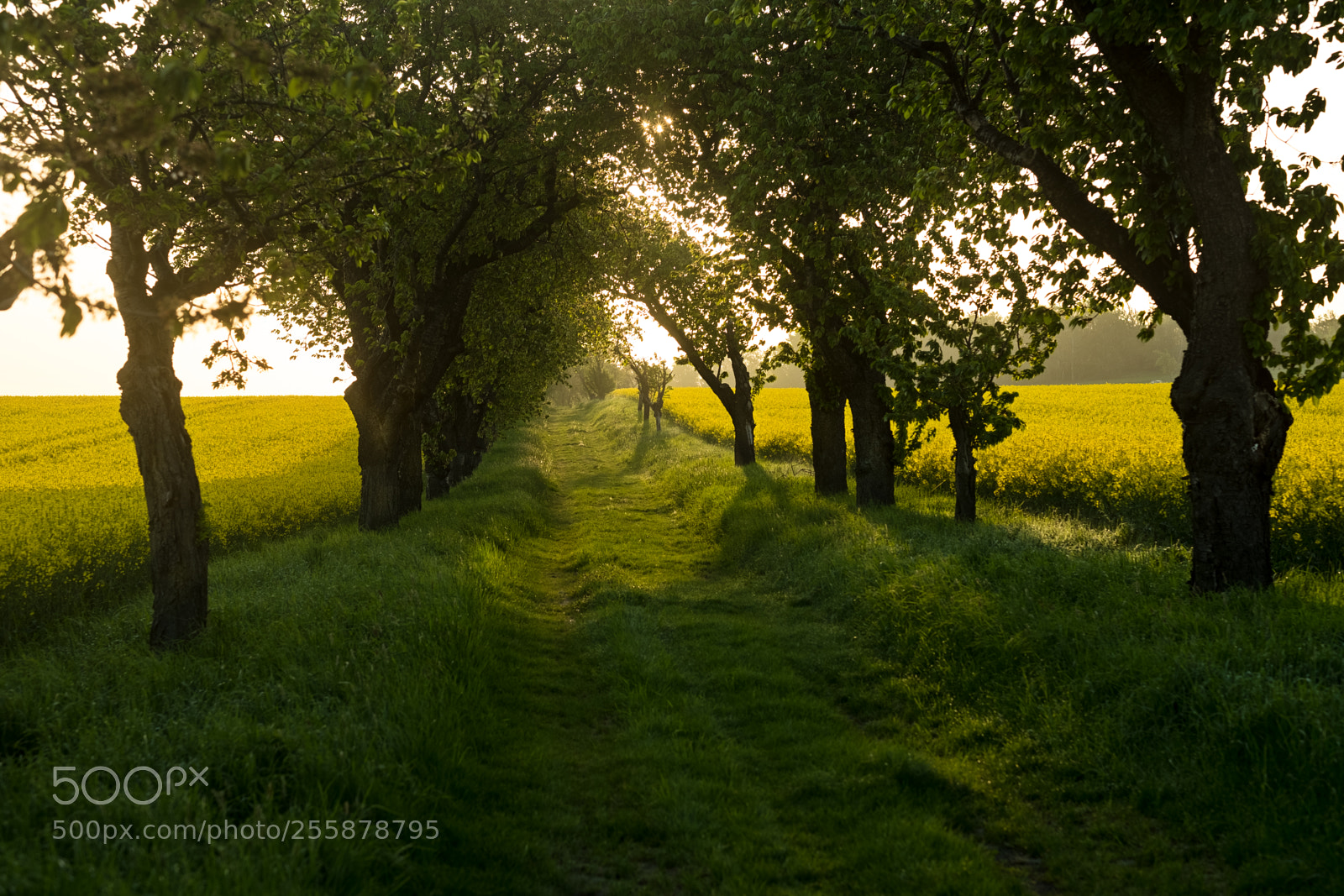 Fujifilm X-H1 sample photo. Sunrise canola field photography