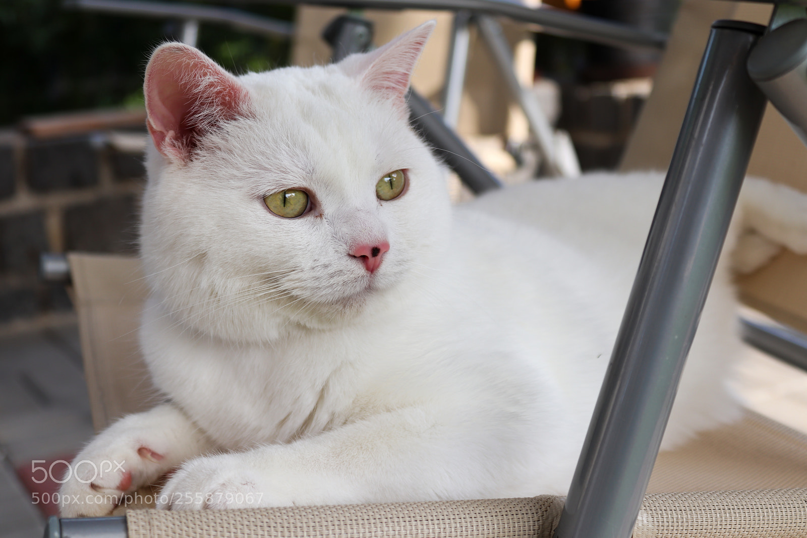 Canon EOS 200D (EOS Rebel SL2 / EOS Kiss X9) sample photo. Focused cat photography