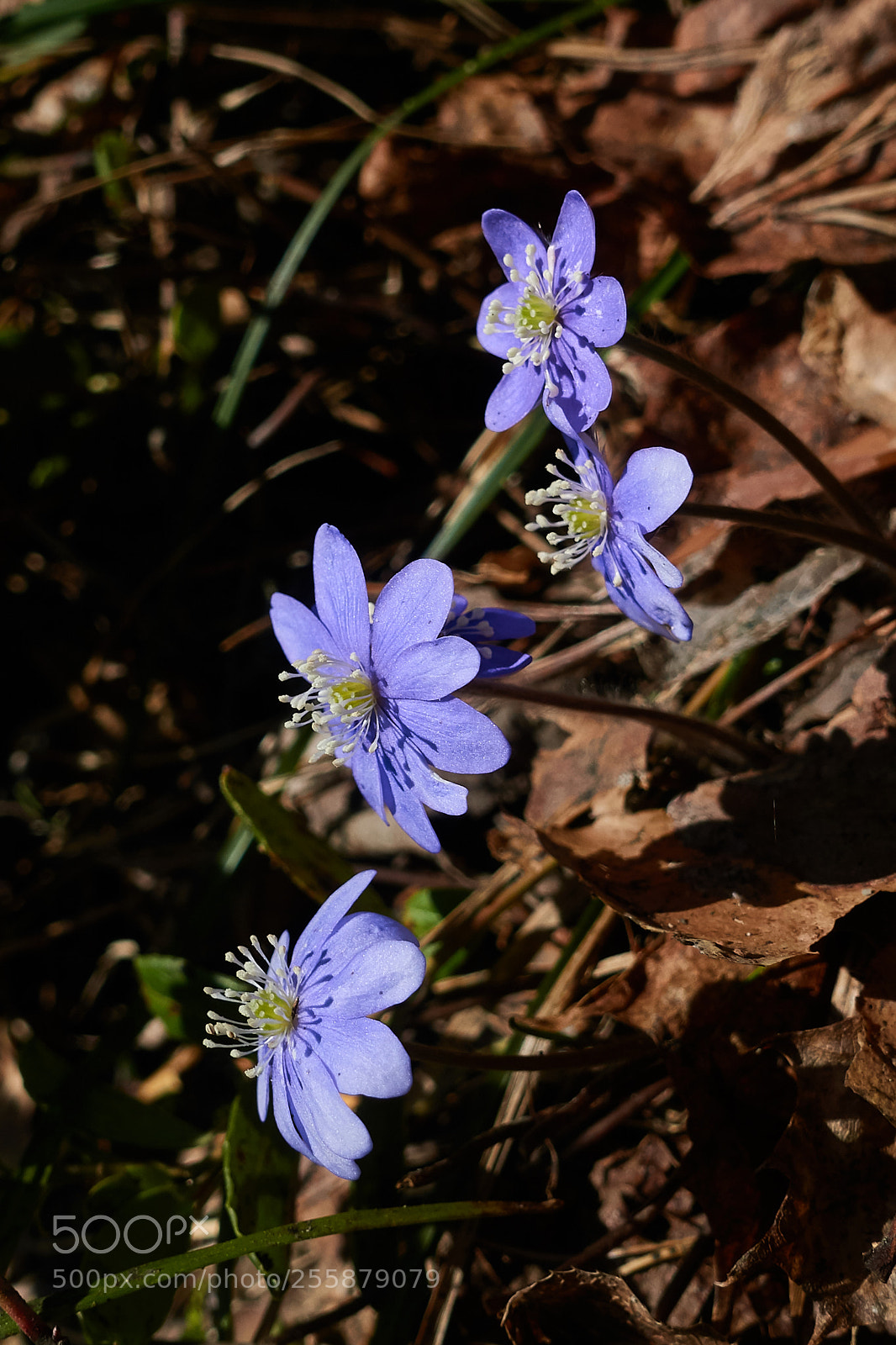 Sony Cyber-shot DSC-RX100 IV sample photo. Common hepatica photography