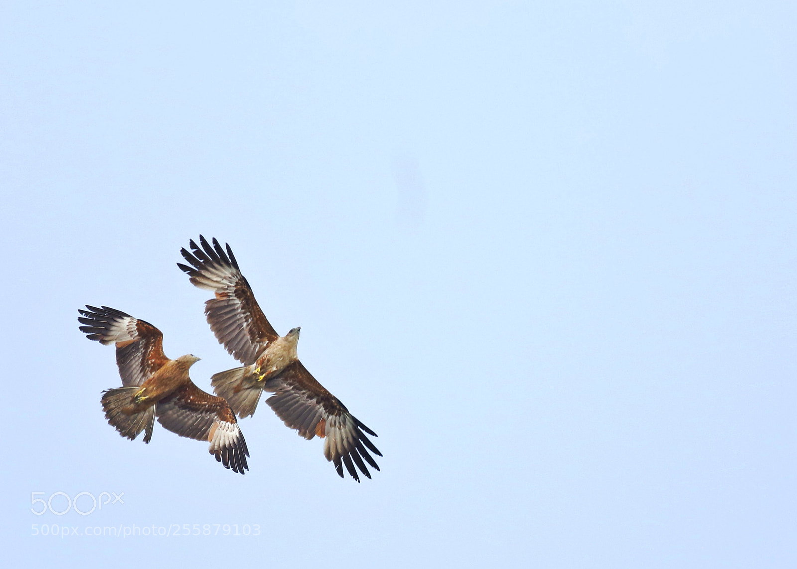 Canon EOS 7D Mark II sample photo. Untitled photography