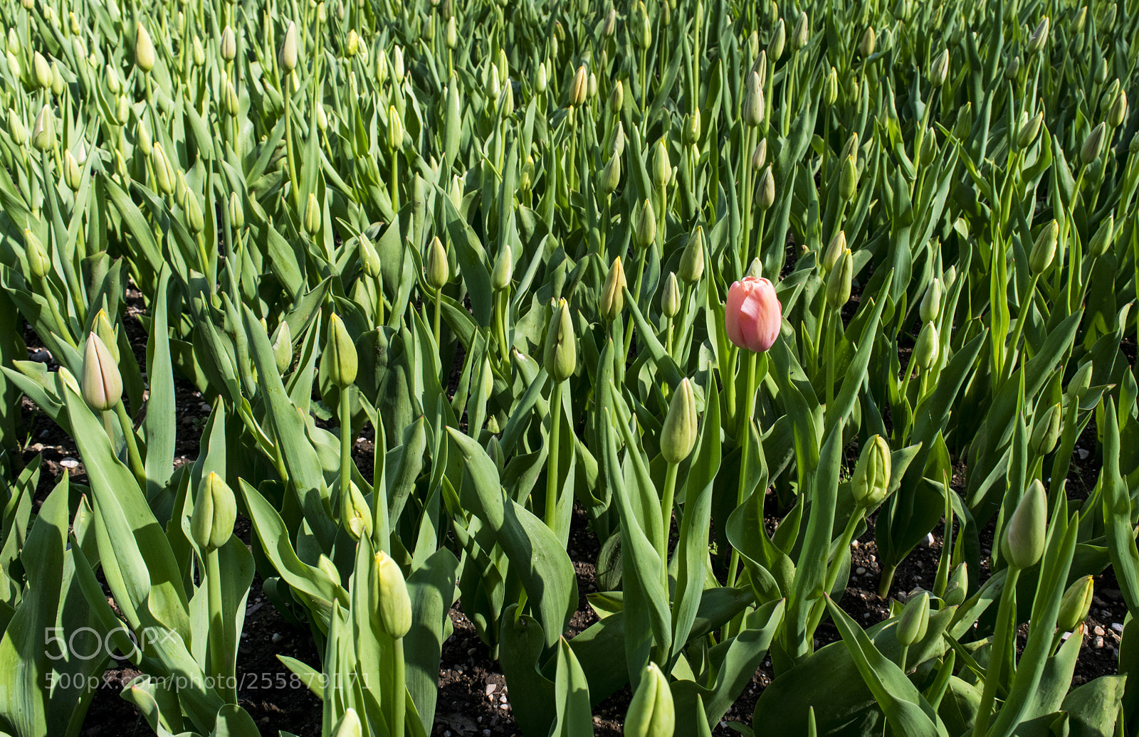 Nikon D3300 sample photo. Tulips photography