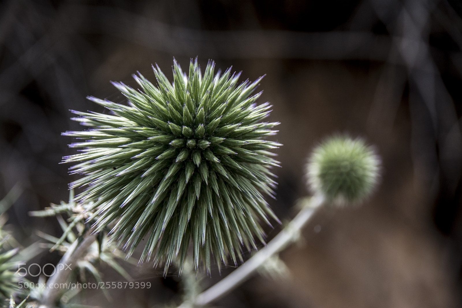 Nikon D7100 sample photo. *** photography