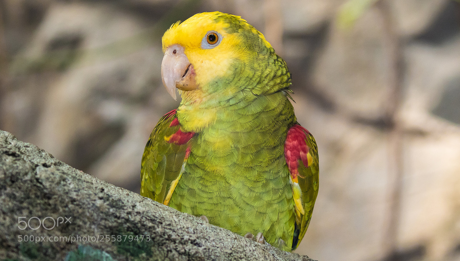 Canon EOS 80D sample photo. Yellow-crowned amazon parrot photography