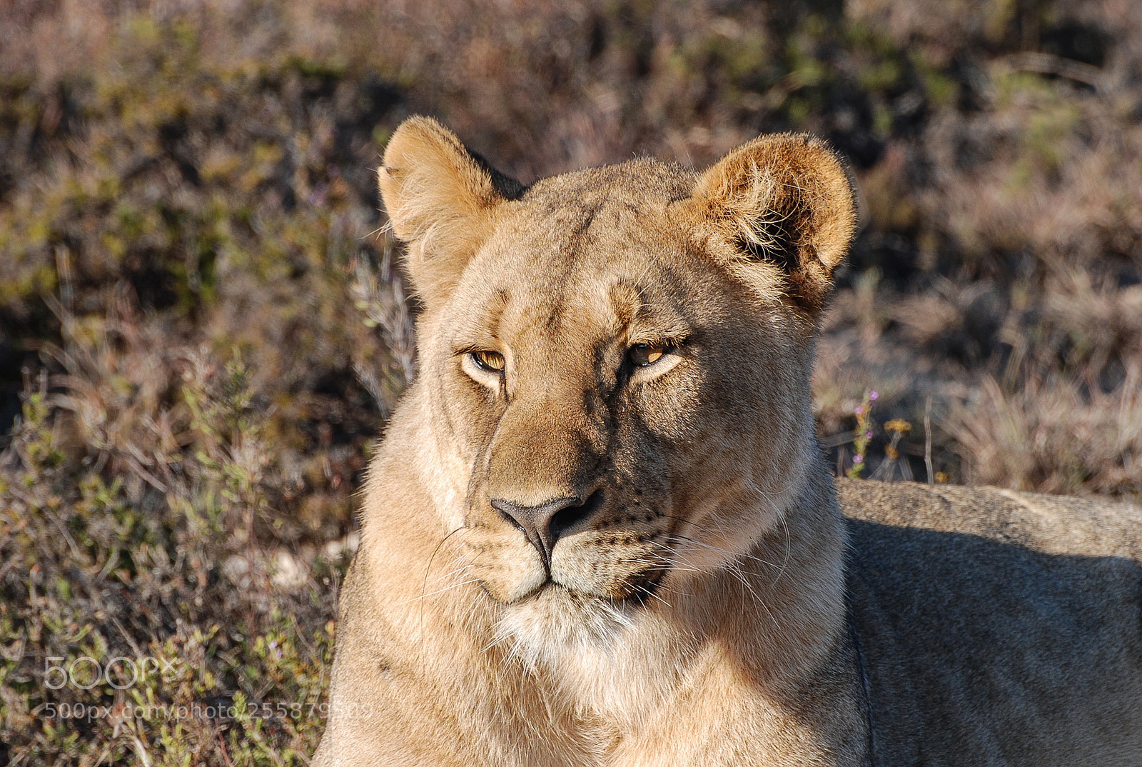 Nikon D80 sample photo. Dozy lioness photography