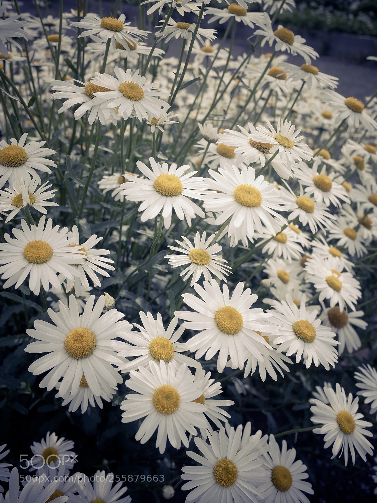Ricoh GR II sample photo. Untitled photography