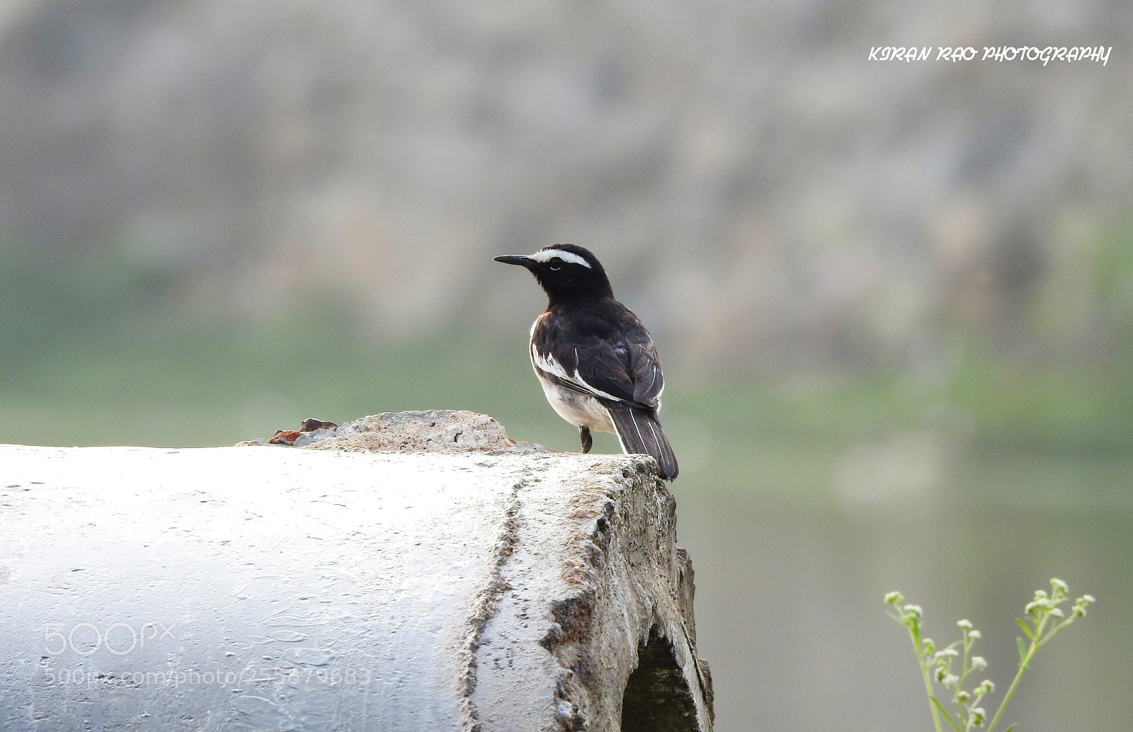 Nikon Coolpix P900 sample photo. White browed wagtail photography