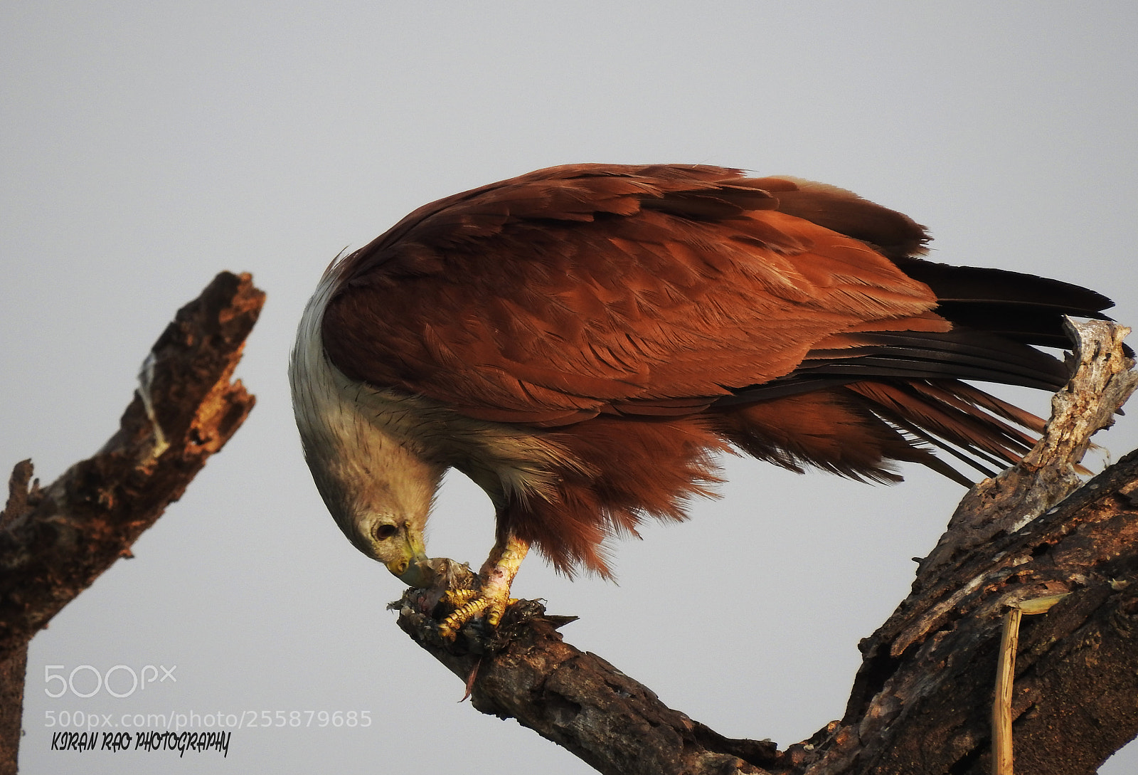 Nikon Coolpix P900 sample photo. Brahminy kite photography