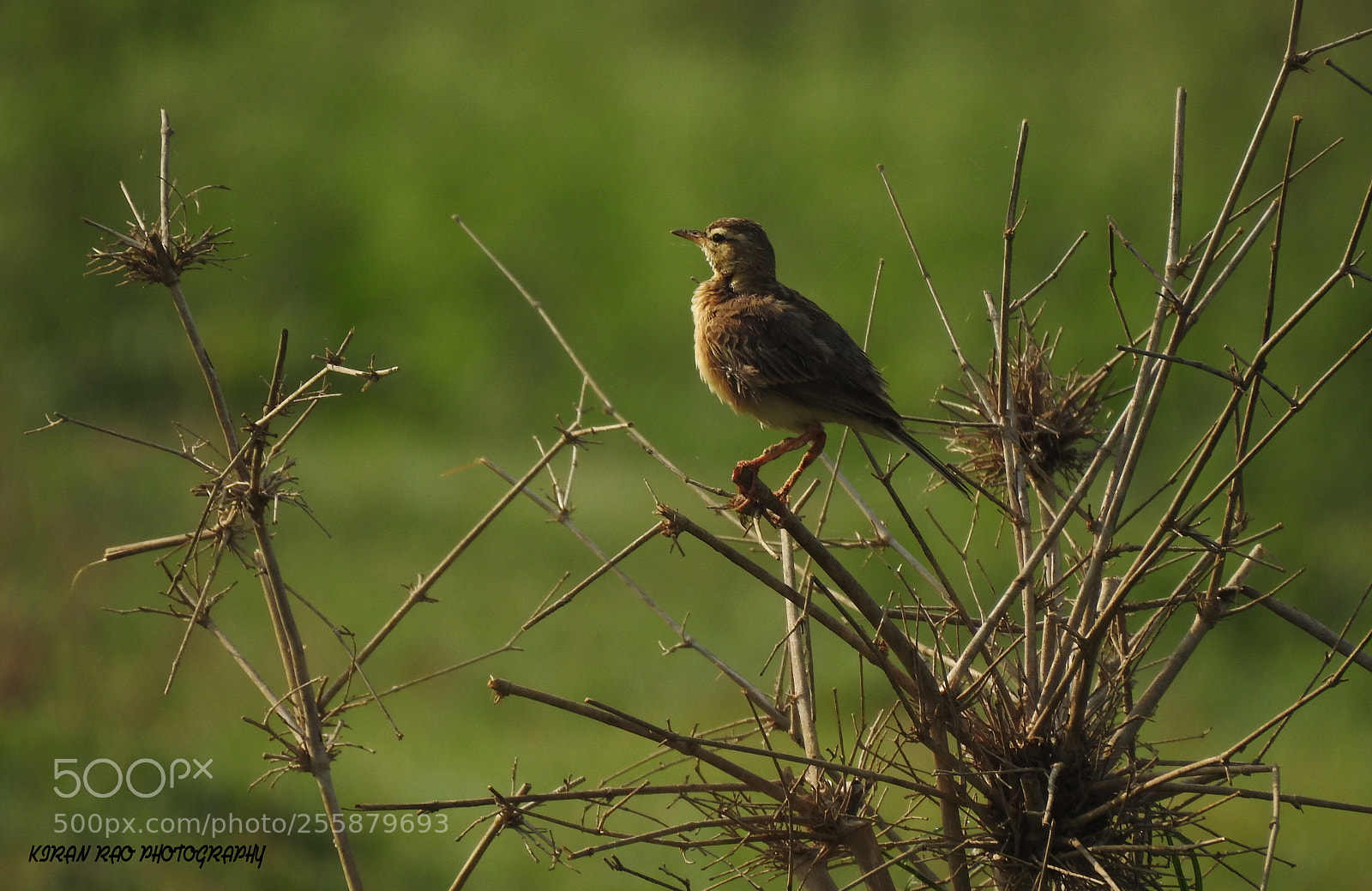 Nikon Coolpix P900 sample photo. Paddyfield pipit photography