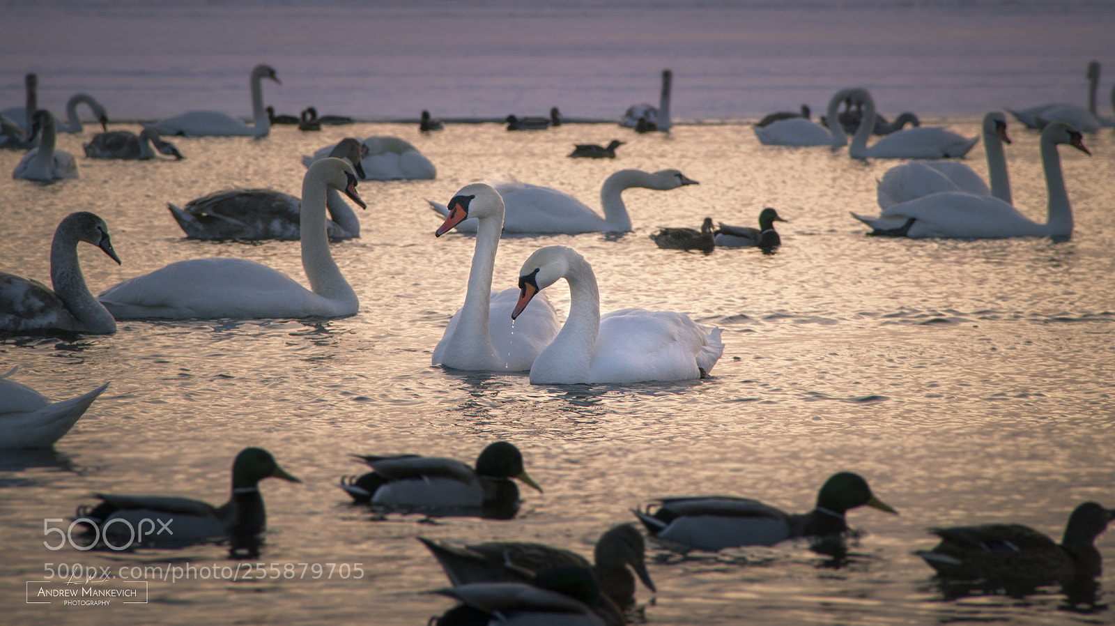 Canon EOS 100D (EOS Rebel SL1 / EOS Kiss X7) sample photo. Swans and ducks photography