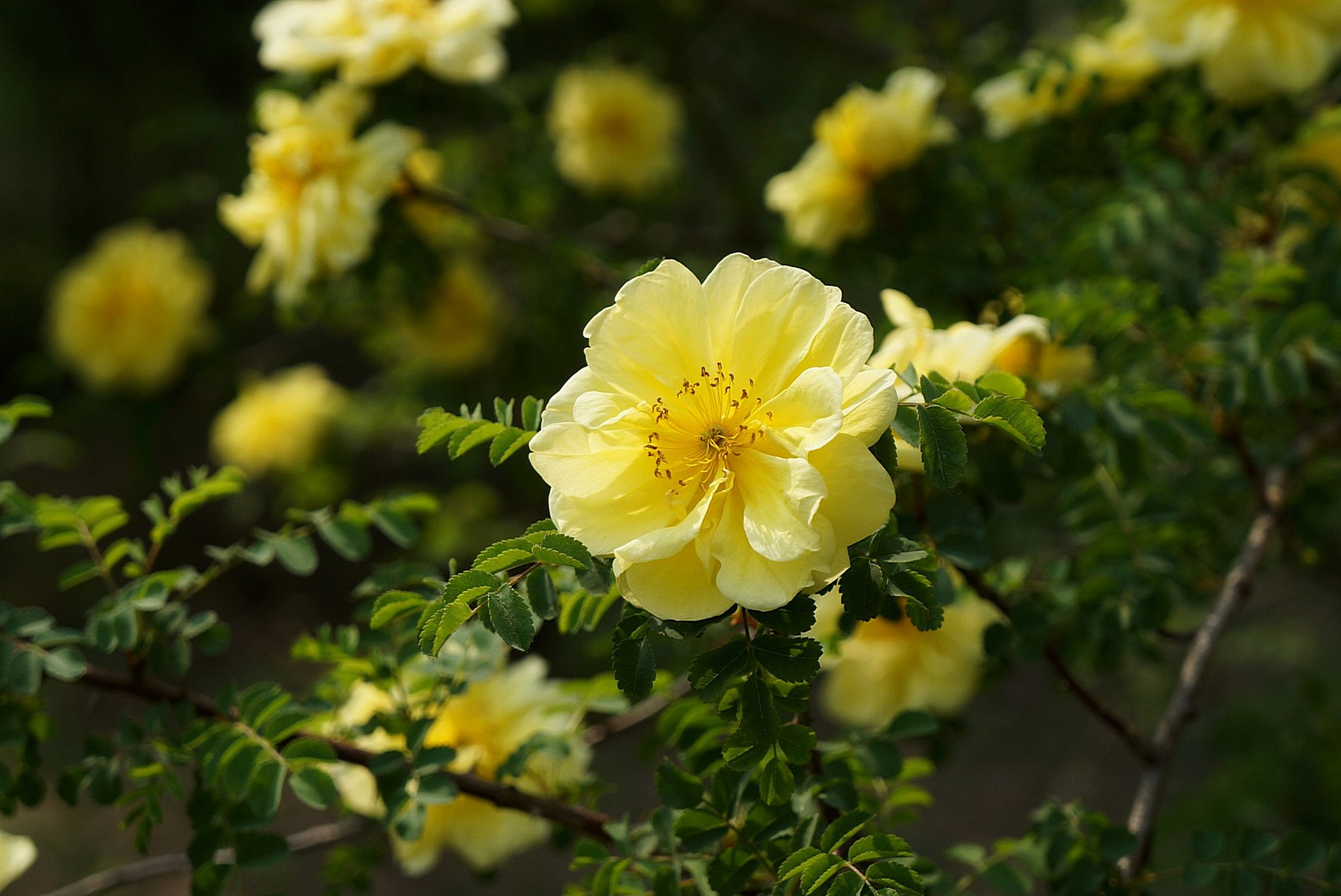 Sony E 18-55mm F3.5-5.6 OSS sample photo. 黄刺玫 photography