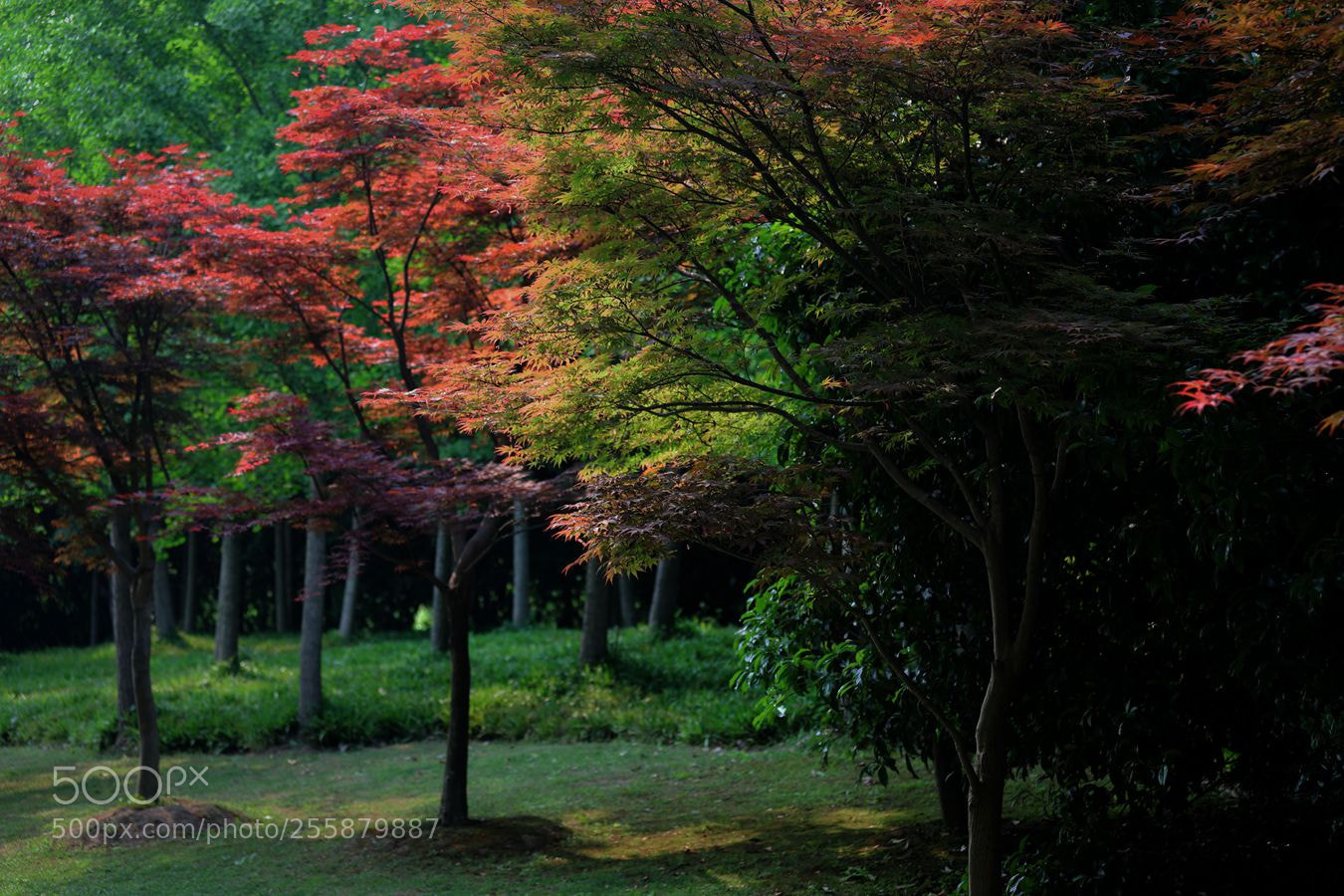Canon EOS 6D Mark II sample photo. Untitled photography