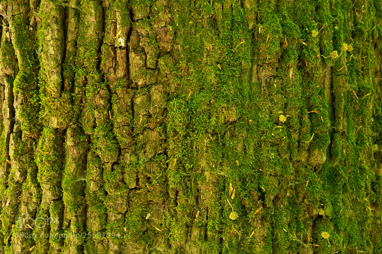 Sony Cyber-shot DSC-RX10 III sample photo. Mossy bark photography