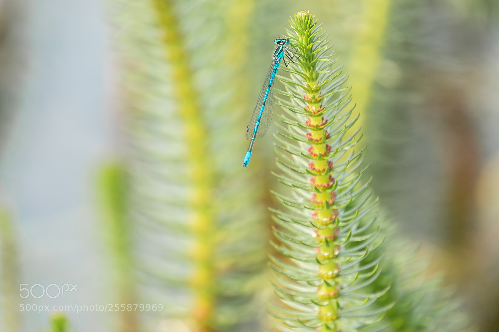 Fujifilm X-T1 sample photo. Dragonfly photography
