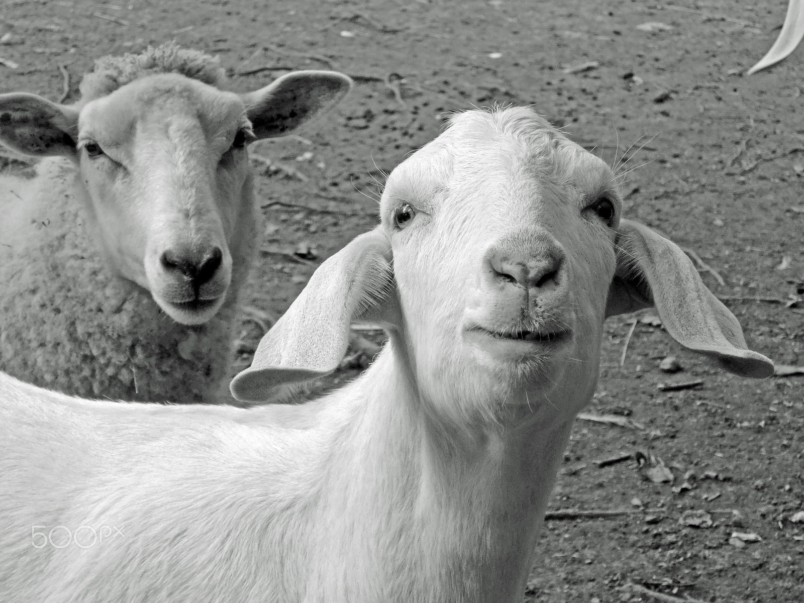 Nikon Coolpix P330 sample photo. Two goats photography