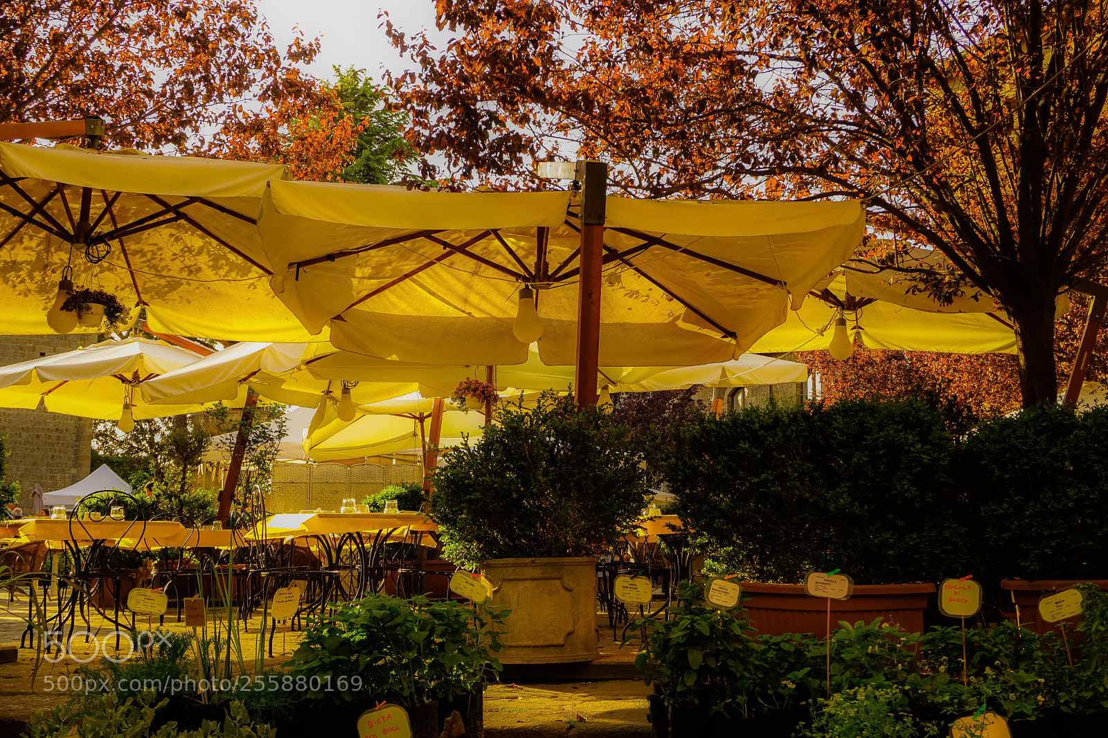 Sony a6000 sample photo. Viterbo, officinal herbs market photography