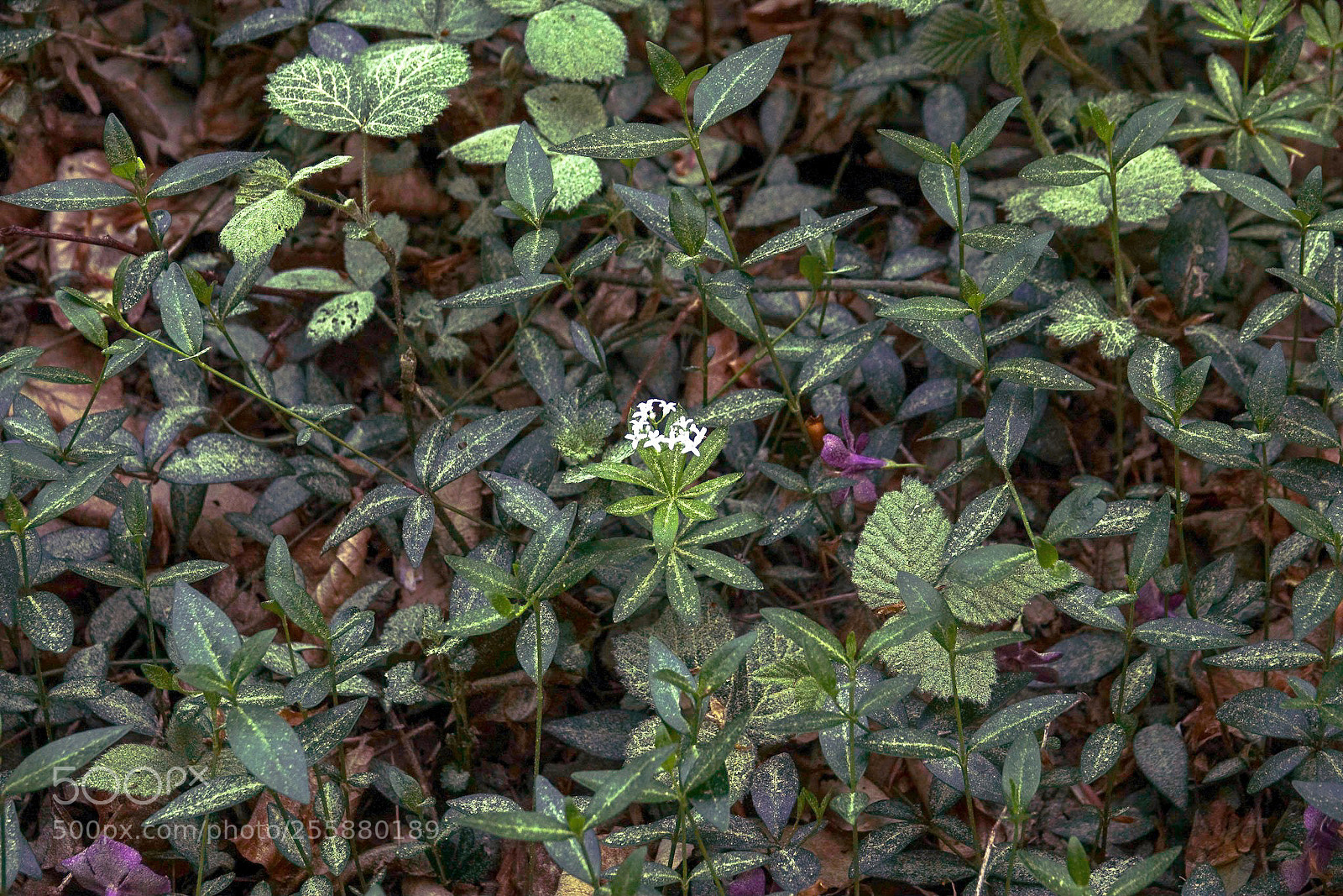 Sony Cyber-shot DSC-RX10 III sample photo. White flower photography
