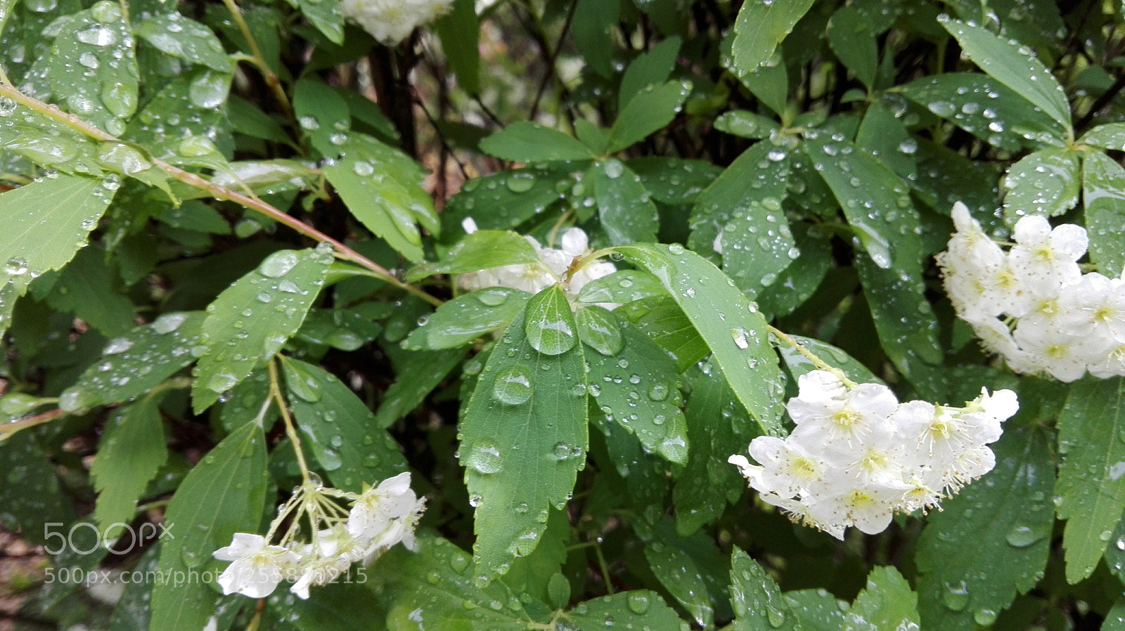 HUAWEI P8 Lite sample photo. Untitled photography