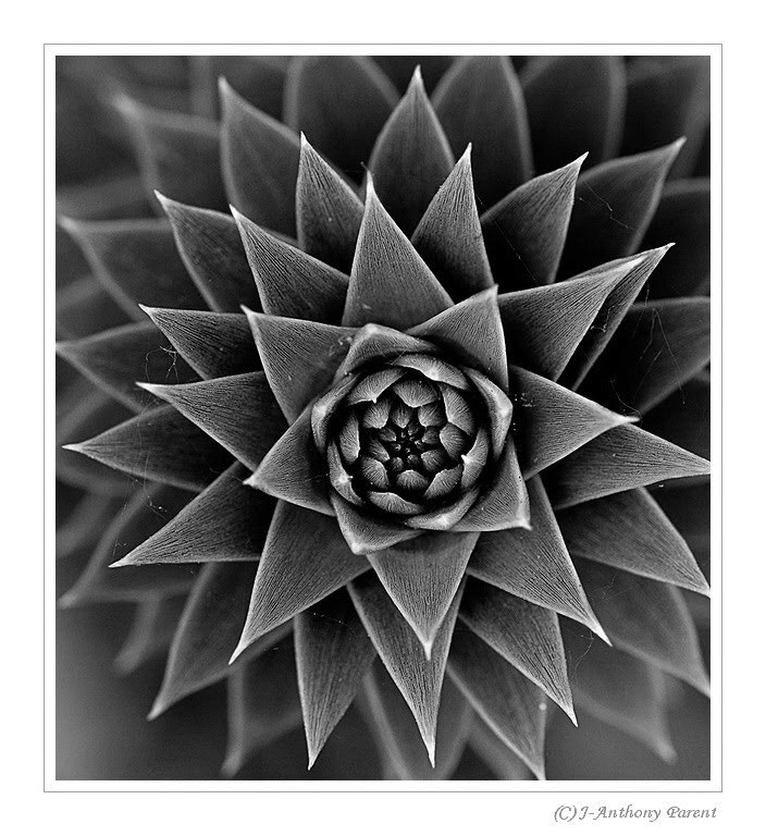 Nikon AF-S Micro-Nikkor 105mm F2.8G IF-ED VR sample photo. Araucaria araucana ou araucaria du chili photography