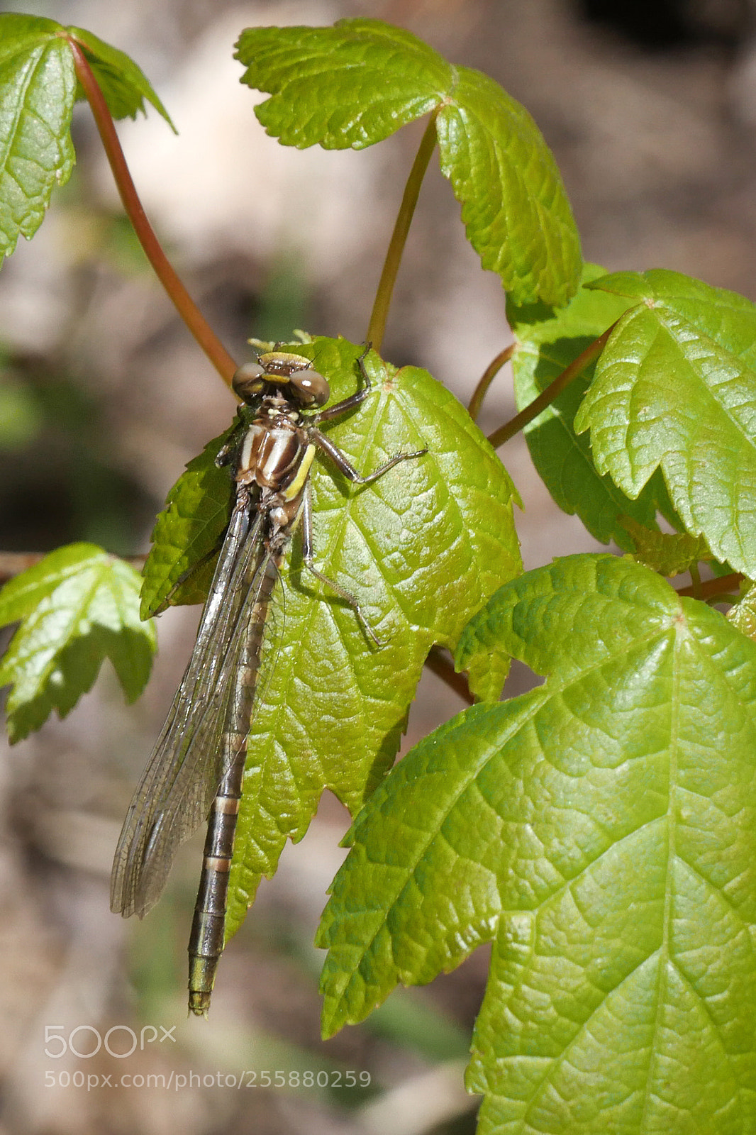 Panasonic Lumix DMC-GX8 sample photo. After emergence photography